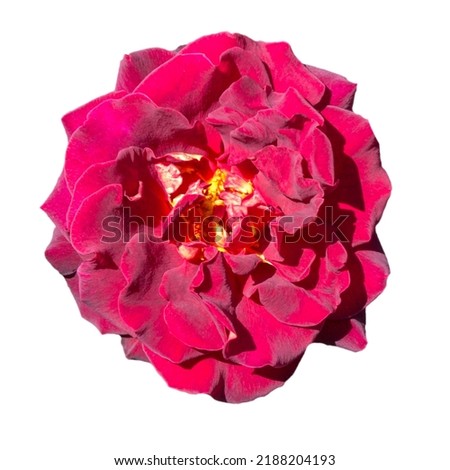 red rose isolated on white background. Top view fresh single bloom flower.