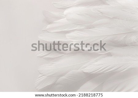 White bird wing, soft feathers closeup, high detail. Abstract light background. Feathers texture. Photo for design Royalty-Free Stock Photo #2188218775