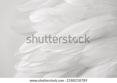 White bird wing, soft feathers closeup, high detail. Abstract light background. Feathers texture. Photo for design Royalty-Free Stock Photo #2188218789