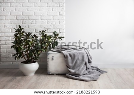 Rubber plant (Ficus elastica) in white flower pot and gray soft fleece blanket on white wooden box Royalty-Free Stock Photo #2188221593