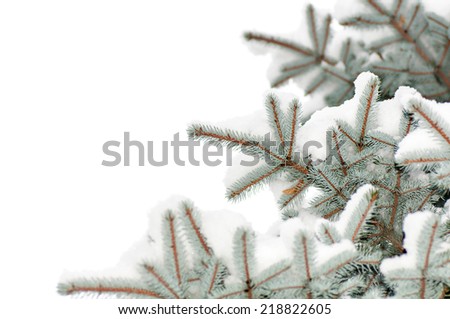 snow lies on a branch of a blue spruce 