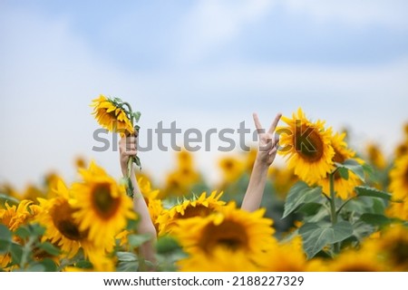 Close up of female hands with flower and victory sign sticking out from sunflower field . Hello august. Concept of fun, freedom and happiness. Wonderful life.  Selective focus.  Royalty-Free Stock Photo #2188227329