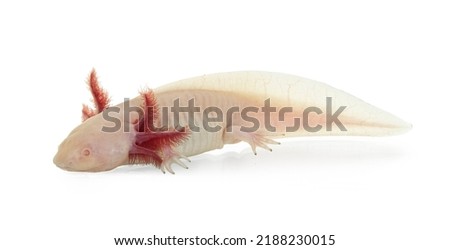 Side view of white axolotl aka Ambystoma mexicanum, laying on surface under water. Isolated on a white background.