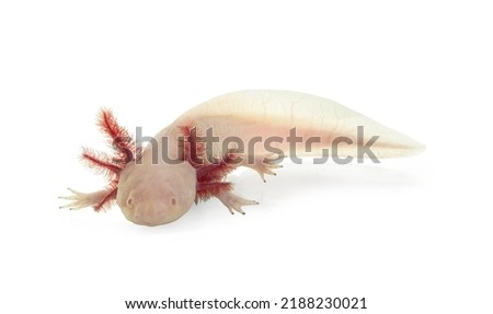 Side view of white axolotl aka Ambystoma mexicanum, laying on surface under water. Looking towards camera.  Isolated on a white background.
