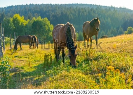 many horses on the pasture in the mountains in sunset light, Slovakia, Europe, lots of hucul horses grazing in the evening, autumn colours, copy space Royalty-Free Stock Photo #2188230519