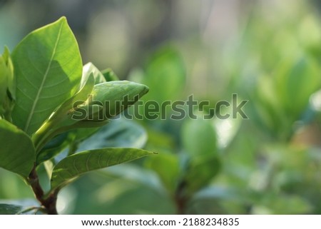Green flower bud with green leaves in a natural green background