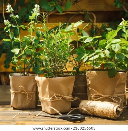 Potted fresh garden herbs.Rosemary, mint, pepper and strawberry in brown paper package.Spicy spice and herb seedling.Assorted fresh herbs in a pot.Home aromatic and culinary herbs.Copy space. Royalty-Free Stock Photo #2188256503
