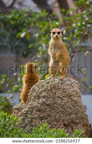 Meerkat sentries at Barcelona Zoo