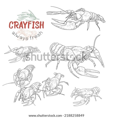 Crayfish hand drawn vector set. Collection of realistic sketches various crayfish. Illustrations of engraved line.