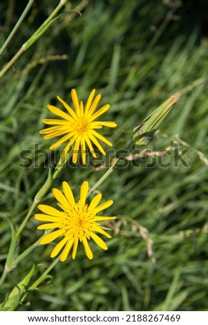 Tragopogon (salsify) plant blooming in the summer Royalty-Free Stock Photo #2188267469