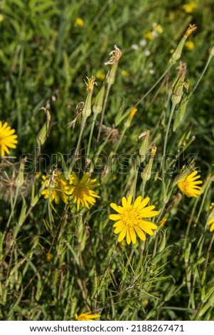 Tragopogon (salsify) plant blooming in the summer Royalty-Free Stock Photo #2188267471