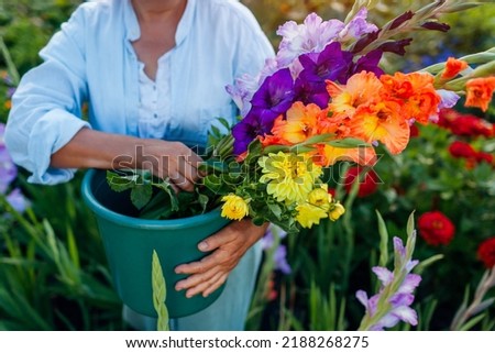 Close up of bucket full of fresh gladiolus and dahlia flowers harvested in summer garden. Senior woman farmer picked blooms grown organically Royalty-Free Stock Photo #2188268275