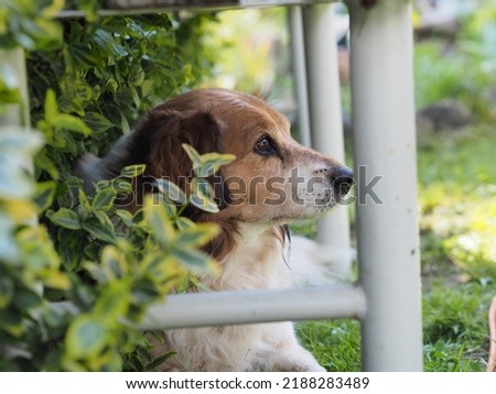 A small brown and white dog lying under a bench overgrown with flowers with a blurred background