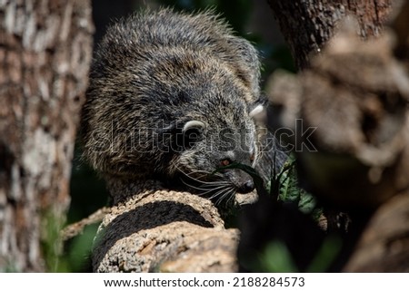 Portrait of a hidden adult bearcat perched on a branch