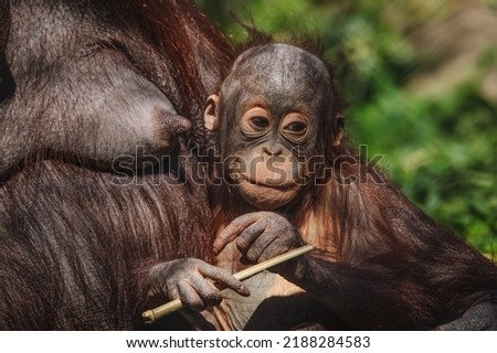 Cute face portrait baby orangutan playing with a branch next to his mother