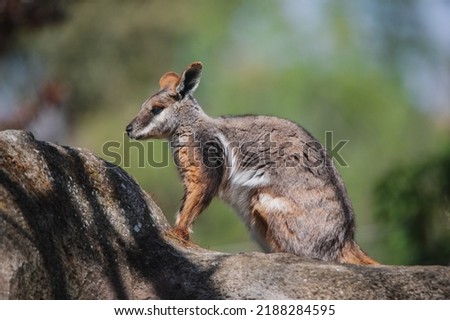 Full body portrait of a cute rock wallaby on a rock under daylight