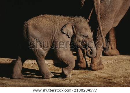 Baby asian elephant walking in warm sunset light with dark background