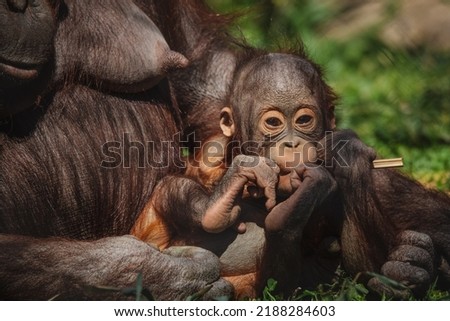 Cute baby orangutan resting with his mother after nursing