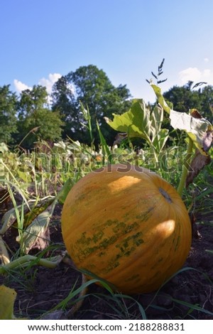Orange ripe pumpkin with leaves that weave along the ground. There are also pumpkins on the back blurred background