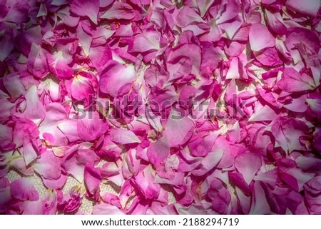 Pink petals of bulgarian rose. Drying petals for flower tea. Pink natural background. Flower tea from rose petals 