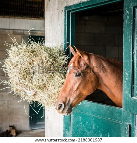 Thoroughbred race horse in a stable in Lexington, Kentucky Royalty-Free Stock Photo #2188301587