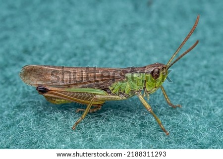 A pretty Meadow Grasshopper (Chorthippus parallelus) sitting on green fabric Royalty-Free Stock Photo #2188311293