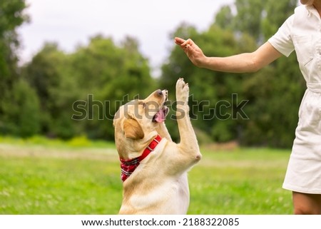 a young girl gives a treat to a labrador dog in the park. dog training concept Royalty-Free Stock Photo #2188322085