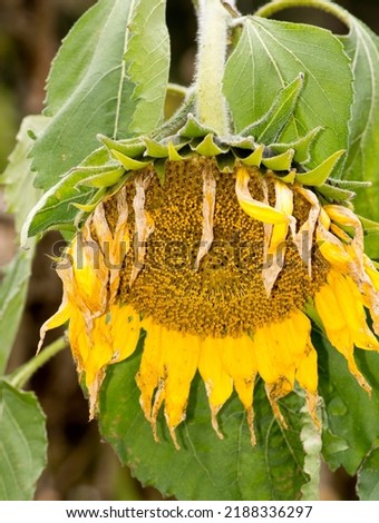 Close up large droopy sunflower Royalty-Free Stock Photo #2188336297