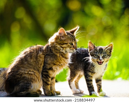 Funny cat and kitten