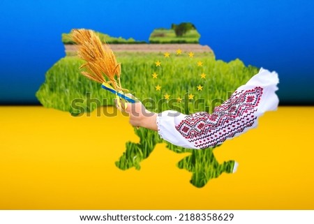 Defocus European union and Ukraine. Support and help Ukraine, Independence Constitution Day, National holiday. Banner. Europe. Shape Ukraine. Hand holding wheat. Vyshyvanka. Out of focus.
