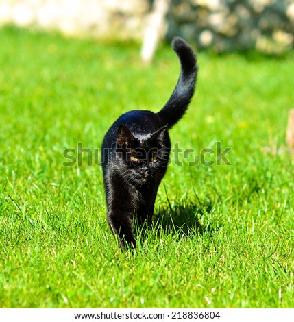 Black cat on grass