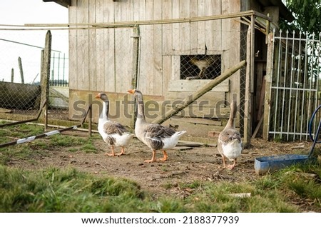 family of geese in farm and place