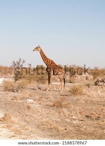 Tall giraffe in Madikwe Reserve South Africa