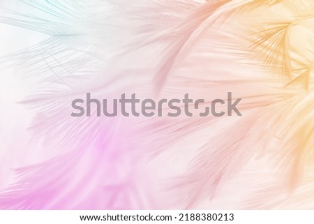Beautiful  colorful tone feather texture background, pastek trends color