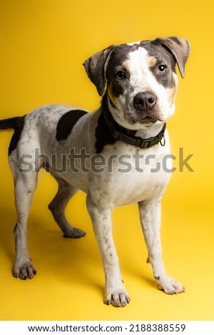 doggo posing for an adoption picture