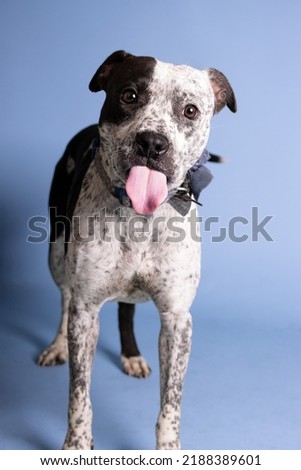 DOG Posing for their adoption picture!