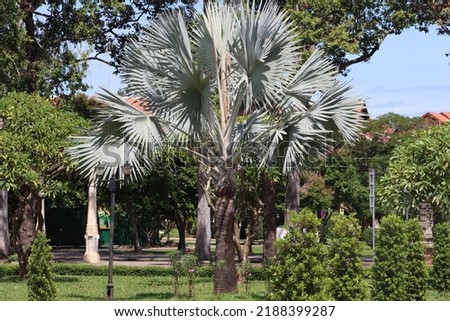 Cambodia. Bismarckia is a monotypic genus of flowering plant in the palm family endemic to western and northern Madagascar where they grow in open grassland. Royalty-Free Stock Photo #2188399287