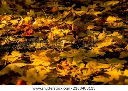 Red and orange autumn leaves background. Outdoor. Colorful backround image of fallen autumn leaves perfect for seasonal use.Vibrant carpet of fallen maple leaves.