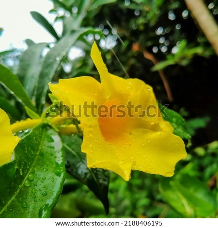 Yellow elder, Trumpetbush - Tecoma stans- beautiful yellow flowers bloom on a tree in the garden