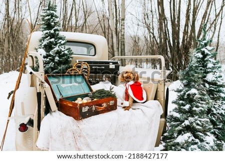 beige retro pickup truck decorated for Christmas and New Year with vintage interior items, suitcases, skis, sledge, blankets, Christmas ornaments and cute pet red poodle in Santa costume, winter time