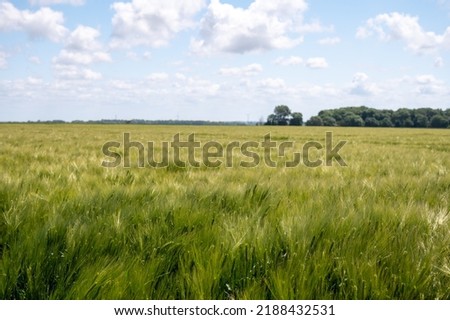 European organic grains, green fields of wheat plants in Pays de Caux, Normandy, France Royalty-Free Stock Photo #2188432531