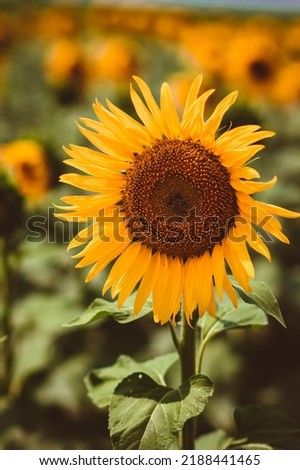 One big yellow sunflower on a green background in a field