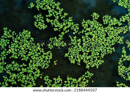 Common duckweed green  ( Lemna minor L. ) floating on water in the pond texture. background, top view  Dniester