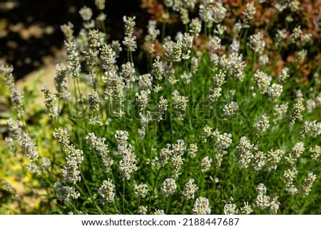 Narrow-leaved white lavender, Edelweiss Lavandula or angustifolia White Royalty-Free Stock Photo #2188447687