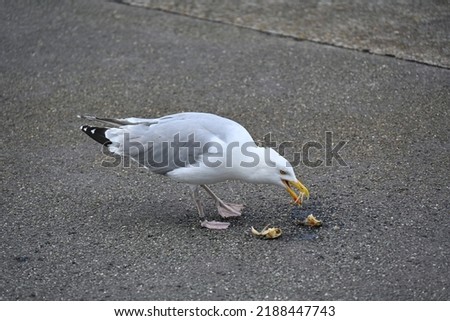 hungry seagull on the Sylt island 
