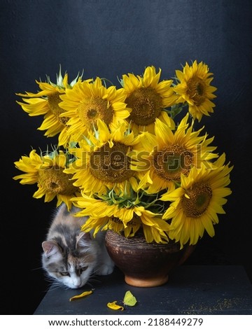 Bouquet of sunflowers and curious kitty
