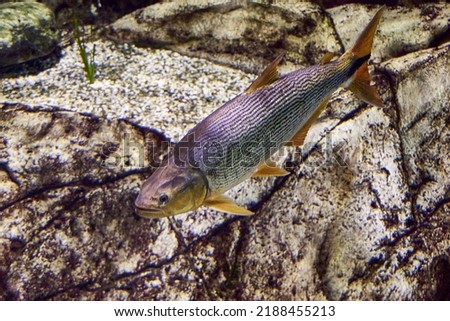Salminus brasiliensis dorado, golden dorado, river tiger or jawed haracin - large predatory freshwater fish in the water. High quality photo