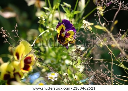 Cheerful arrangement of colorful pansy "faces". Closeup of vibrant pansy blossoms in a variety of colors, patterns, and shapes. closeup of purple horn violets with yellow and orange center
