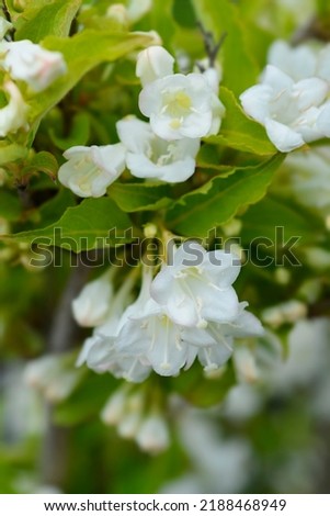 Weigela Snowflake white flowers - Latin name - Weigela Snowflake Royalty-Free Stock Photo #2188468949