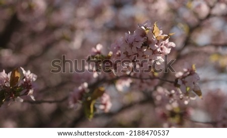 closeup of sakura cherry blossom in spring, wide photo